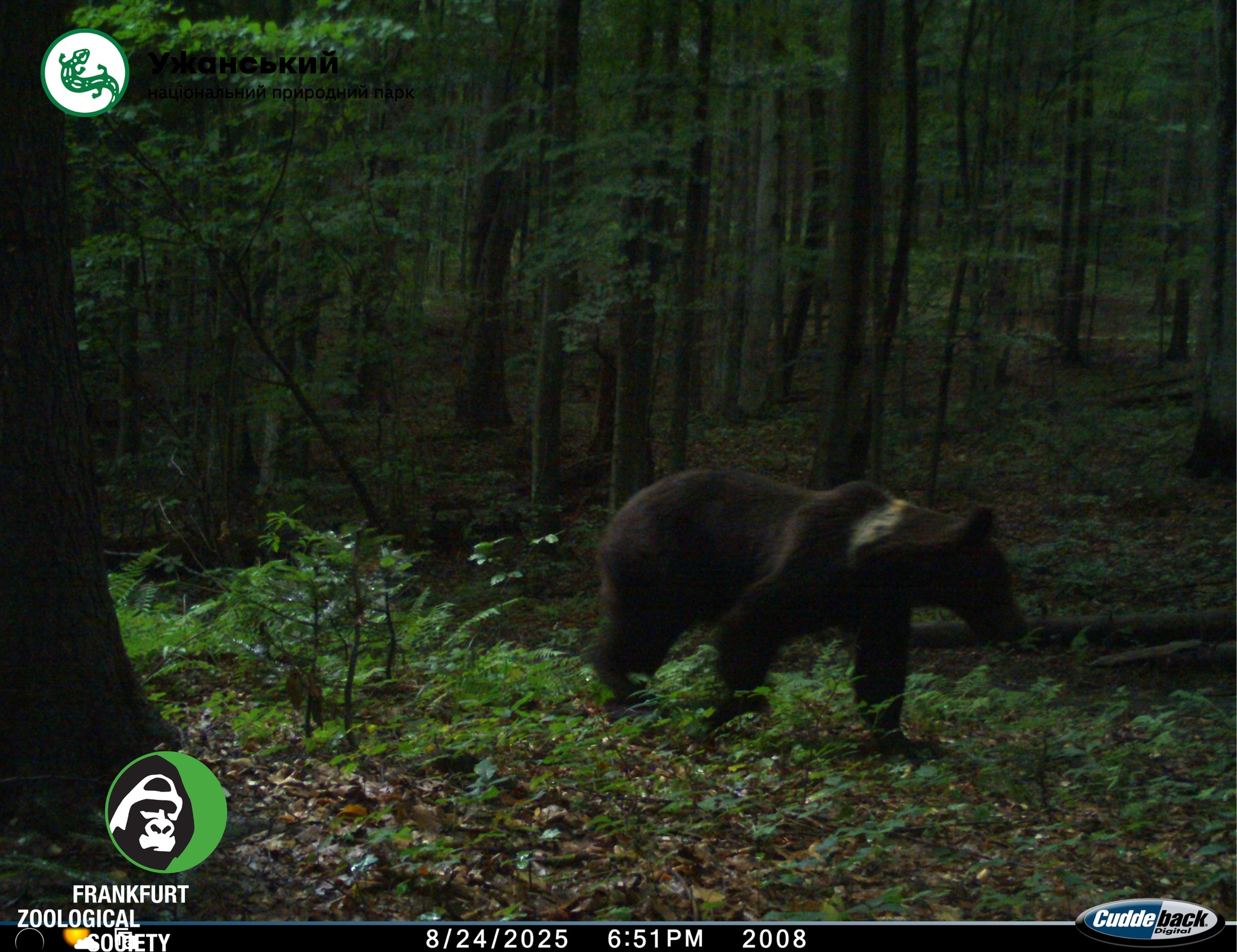 Ведмідь бурий