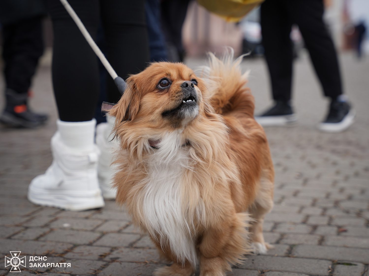 Прибуття евакуаційного поїзда до Мукачева