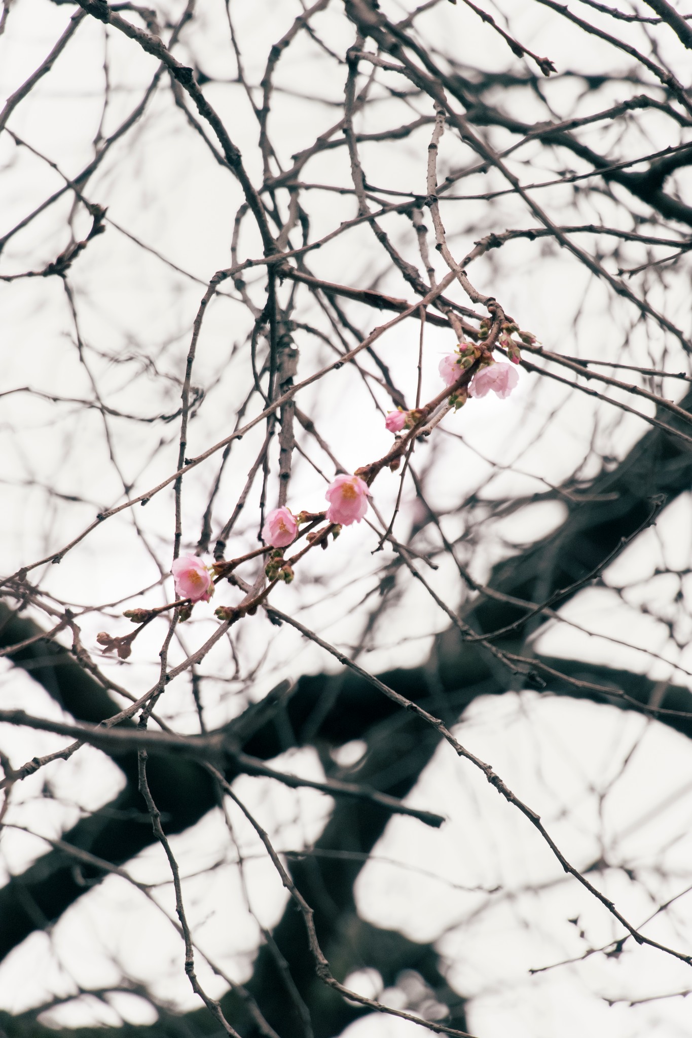 Шалена сакура у Мукачеві