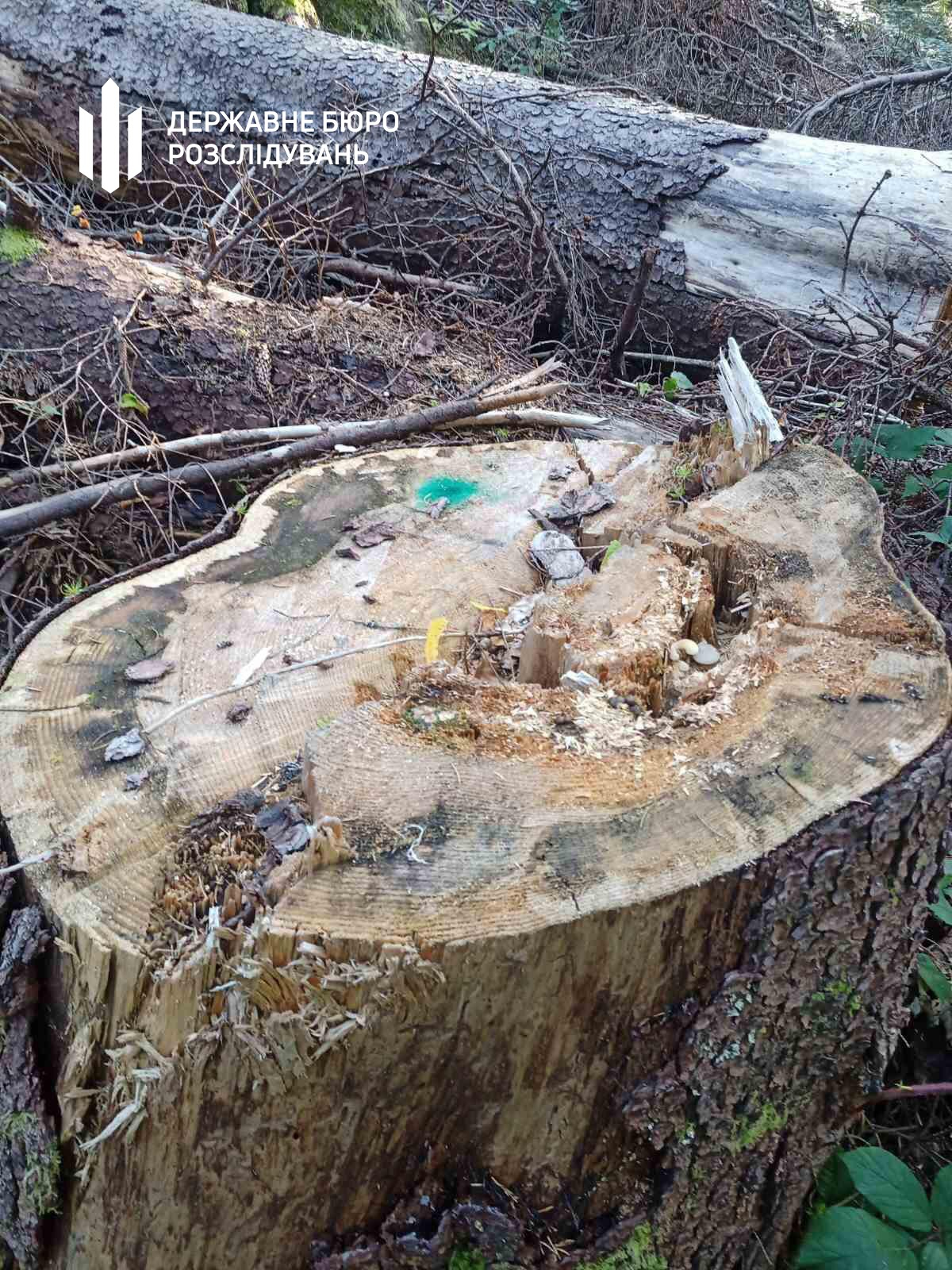 Свидовецьке лісництво