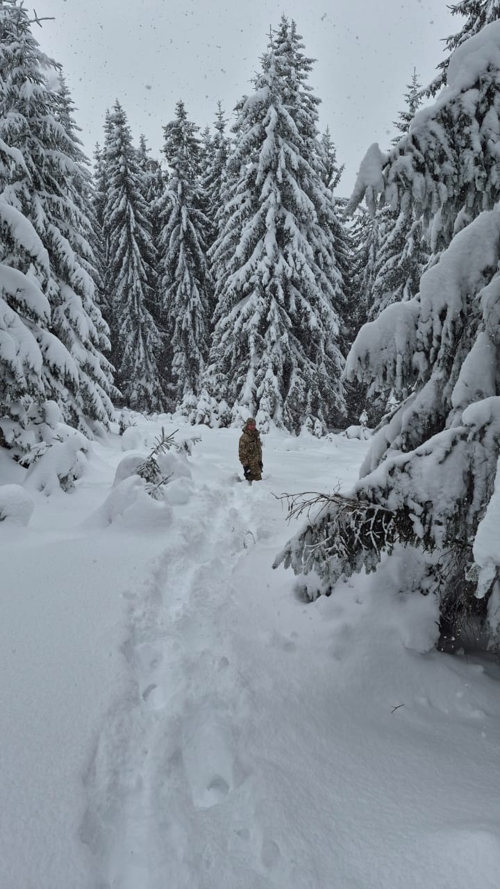 пошуки заблукалого