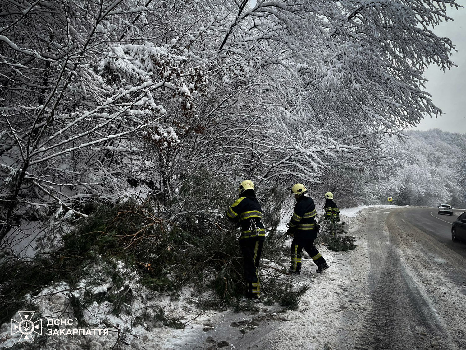 Падіння дерев на авто на Закарпатті
