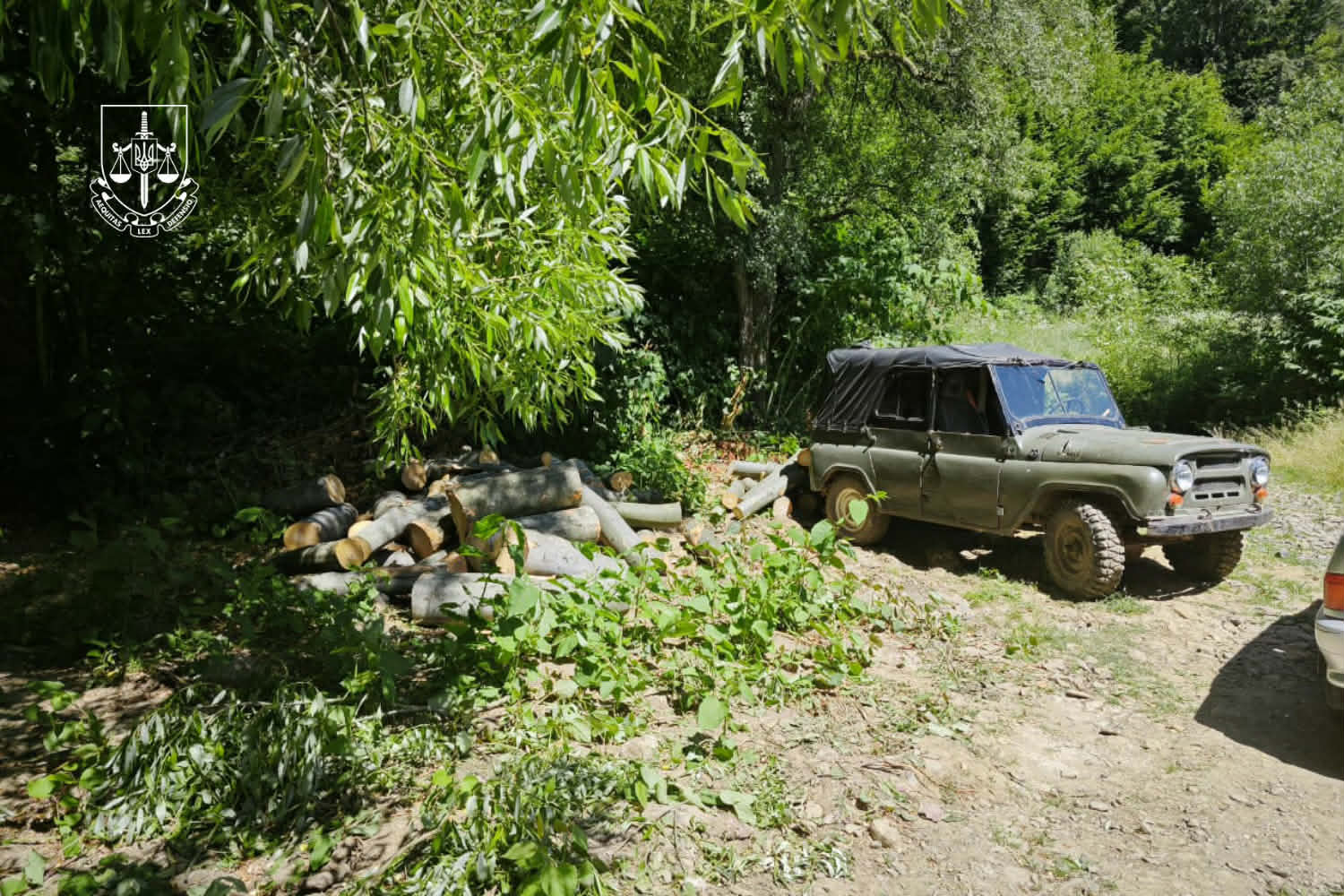 Зрубані дерева