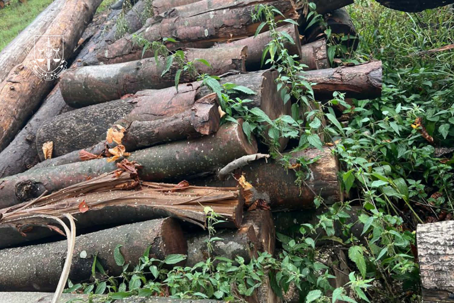 Вирубані дерева