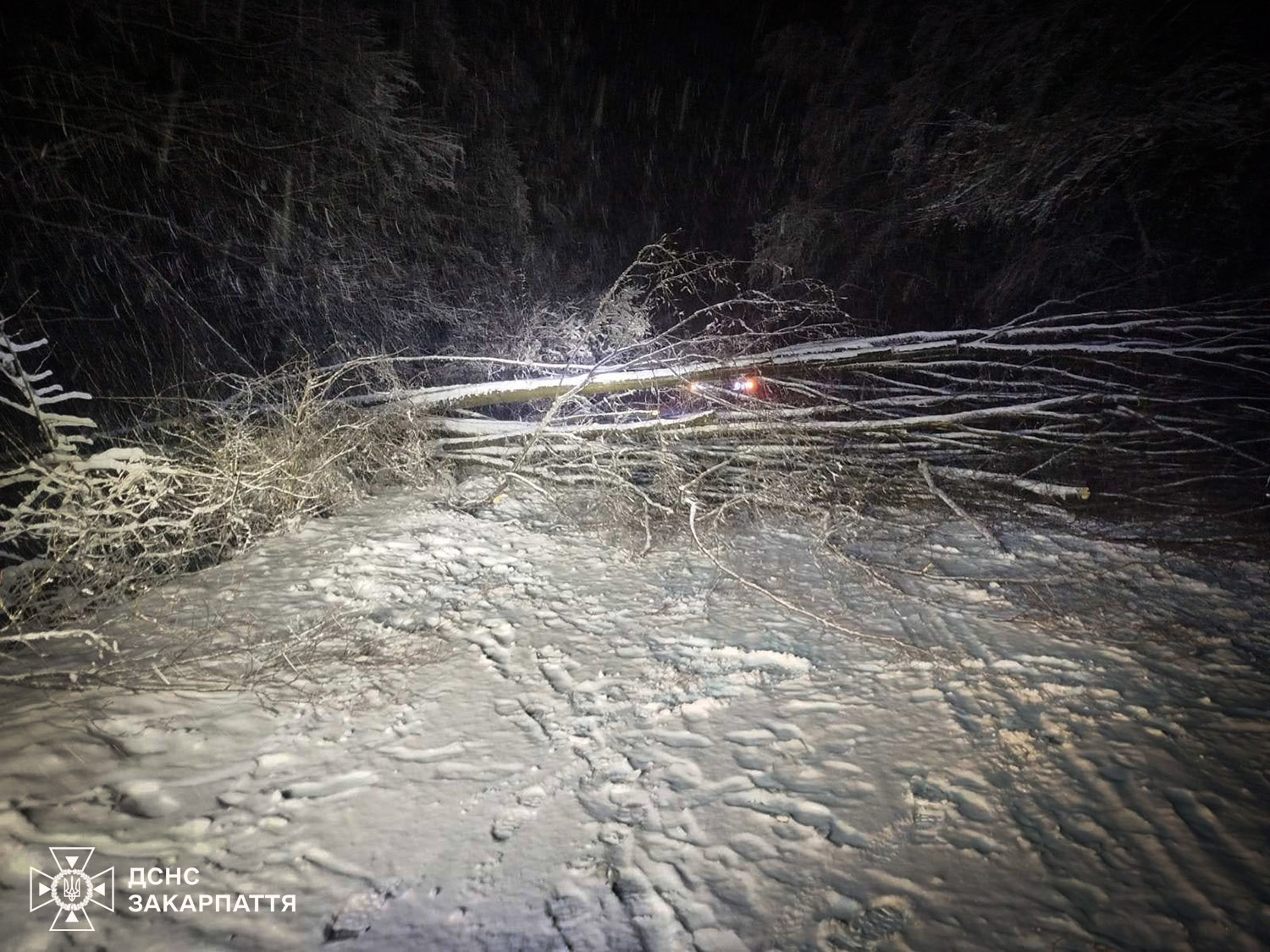 Падіння дерев на авто на Закарпатті