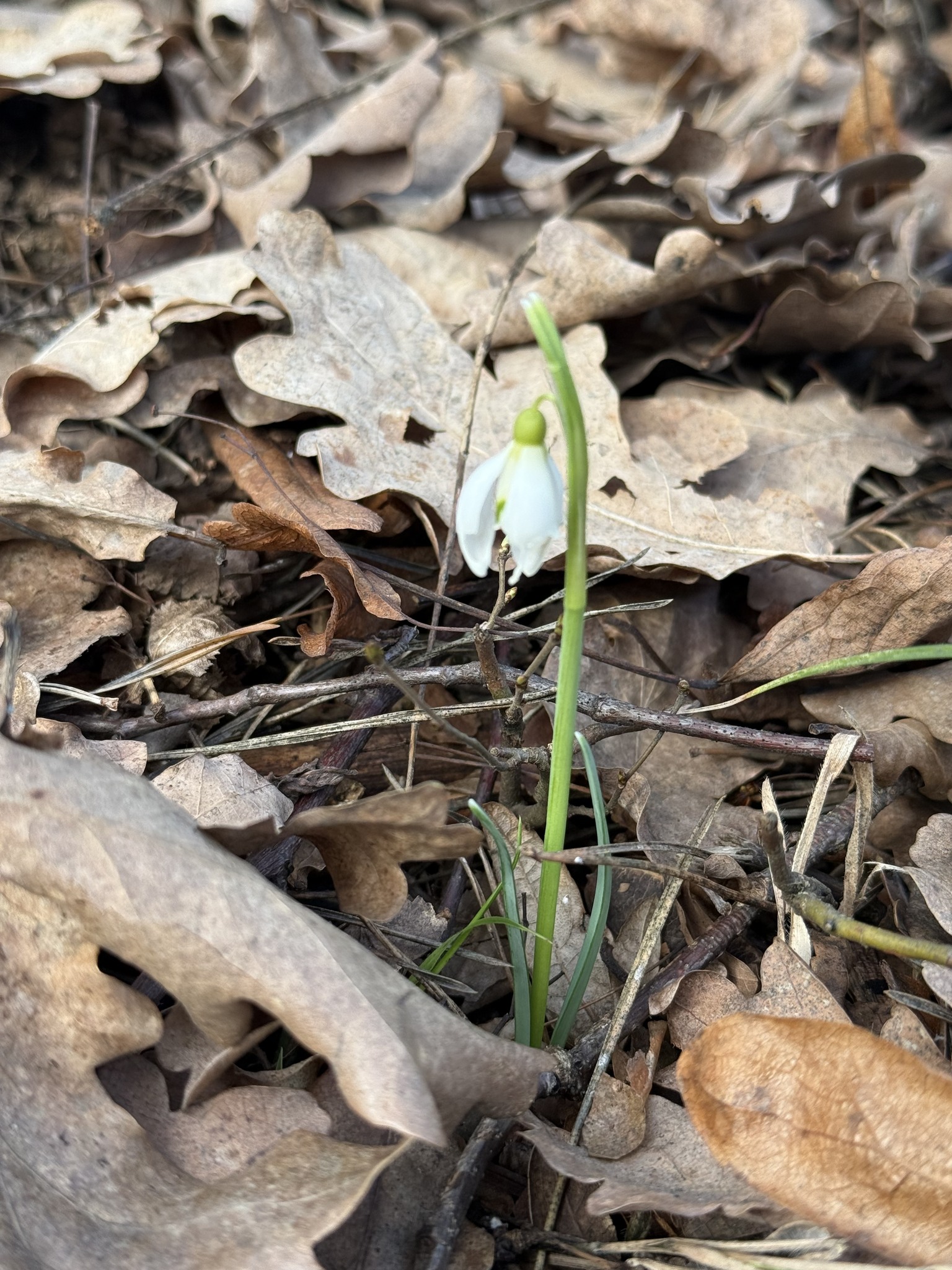 Підсніжник