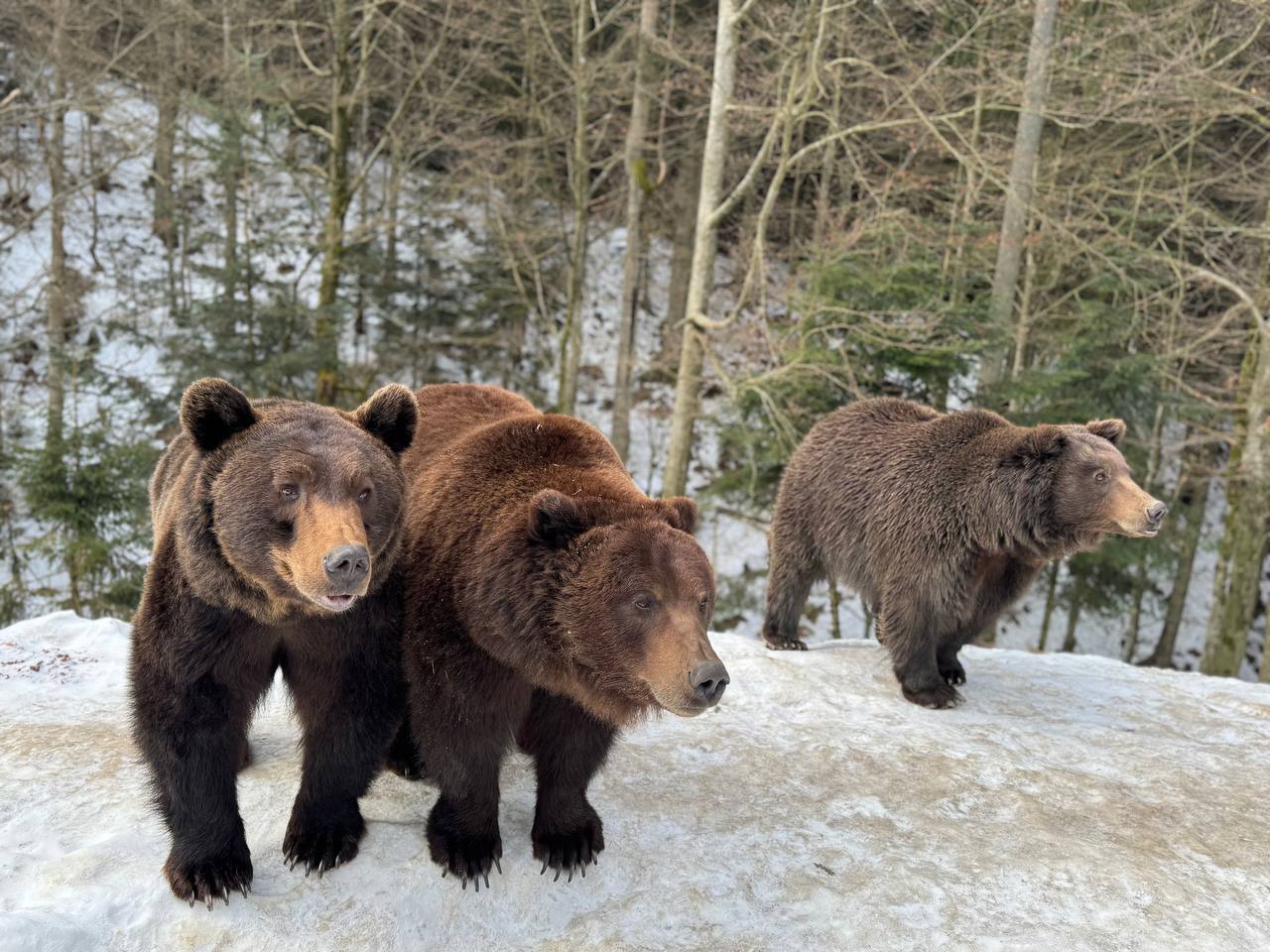 Ведмеді нацпарку Синевир
