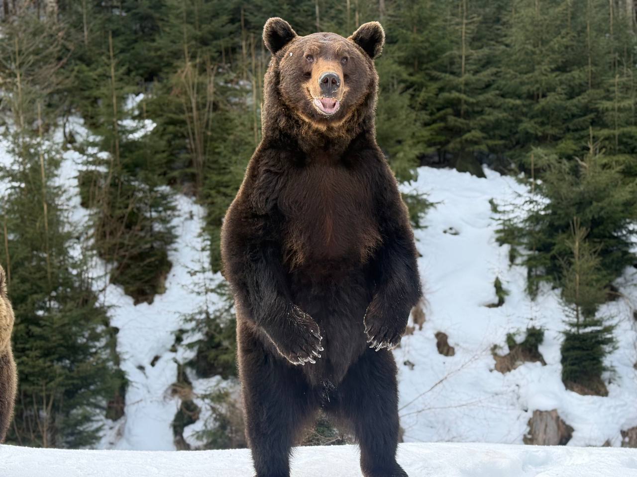 Ведмеді нацпарку Синевир
