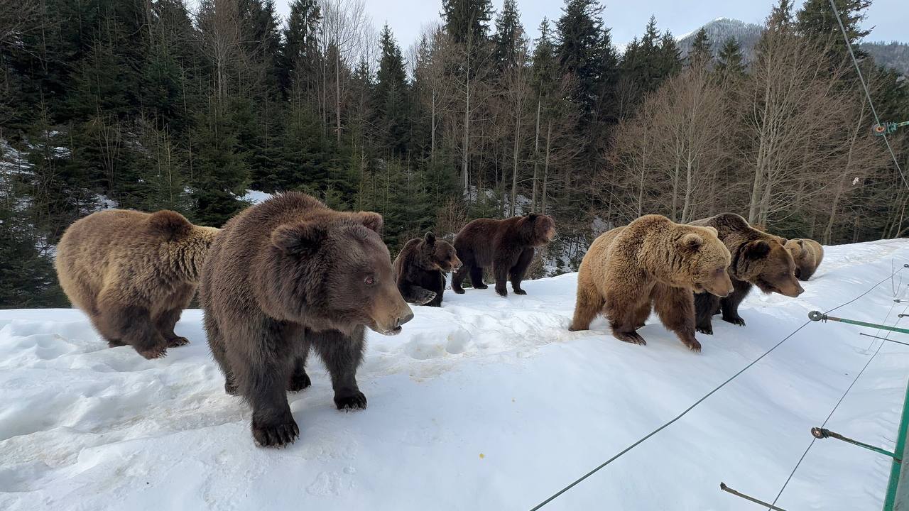 Ведмеді нацпарку Синевир
