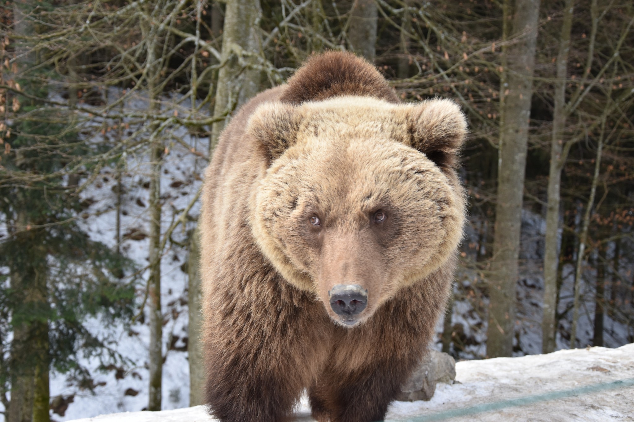 Ведмеді нацпарку Синевир