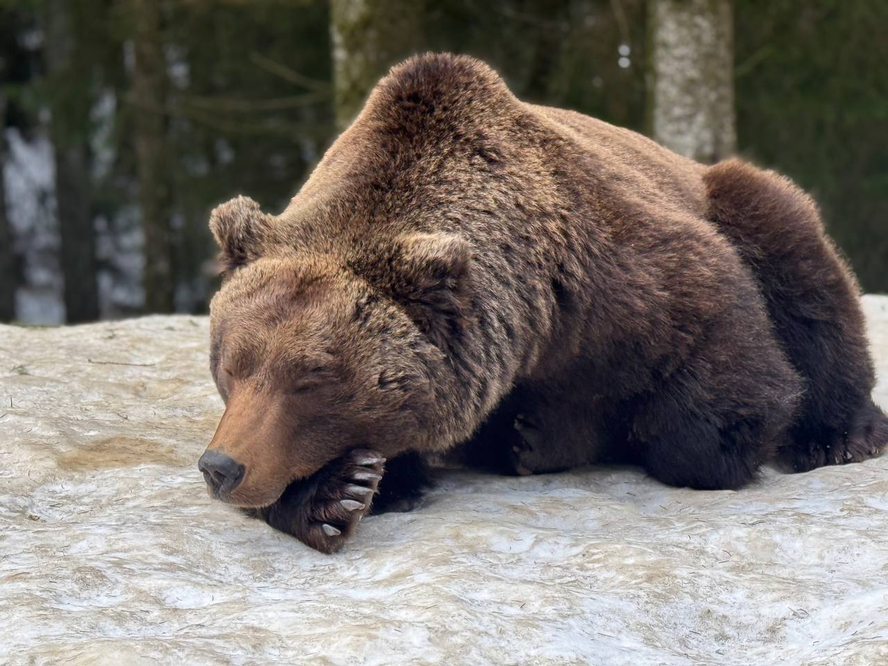Ведмеді нацпарку Синевир
