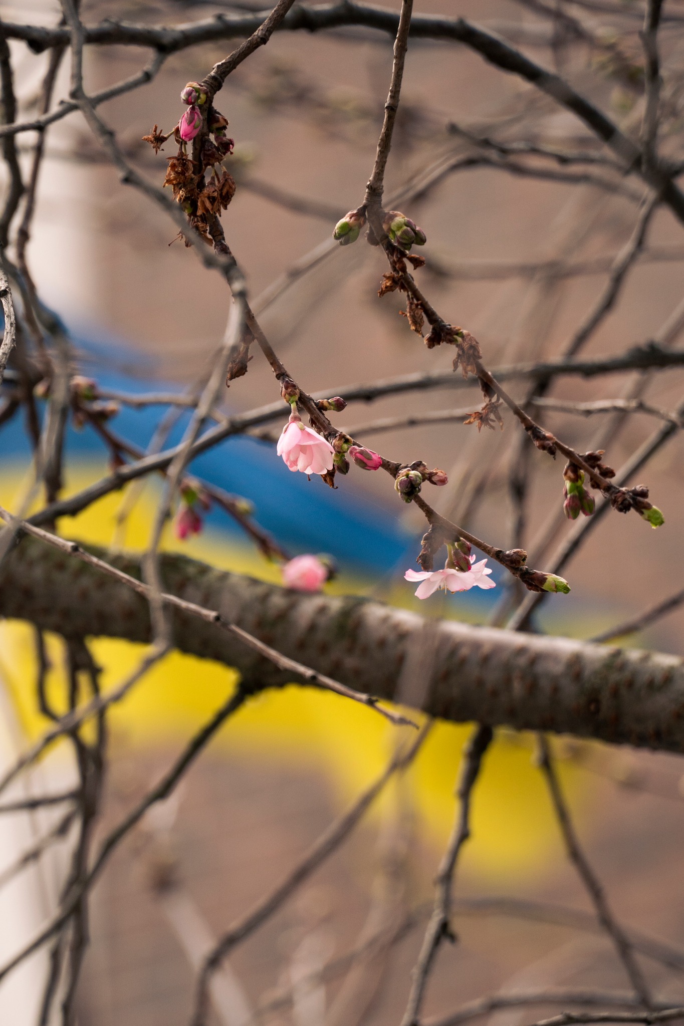 Цвіт шаленої сакури