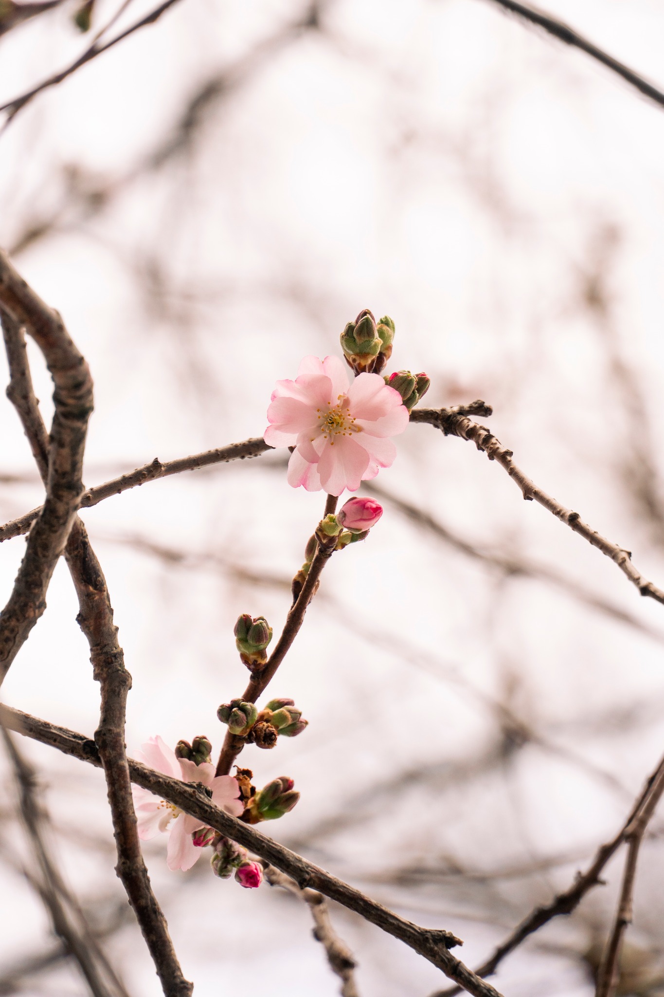 Цвіт шаленої сакури