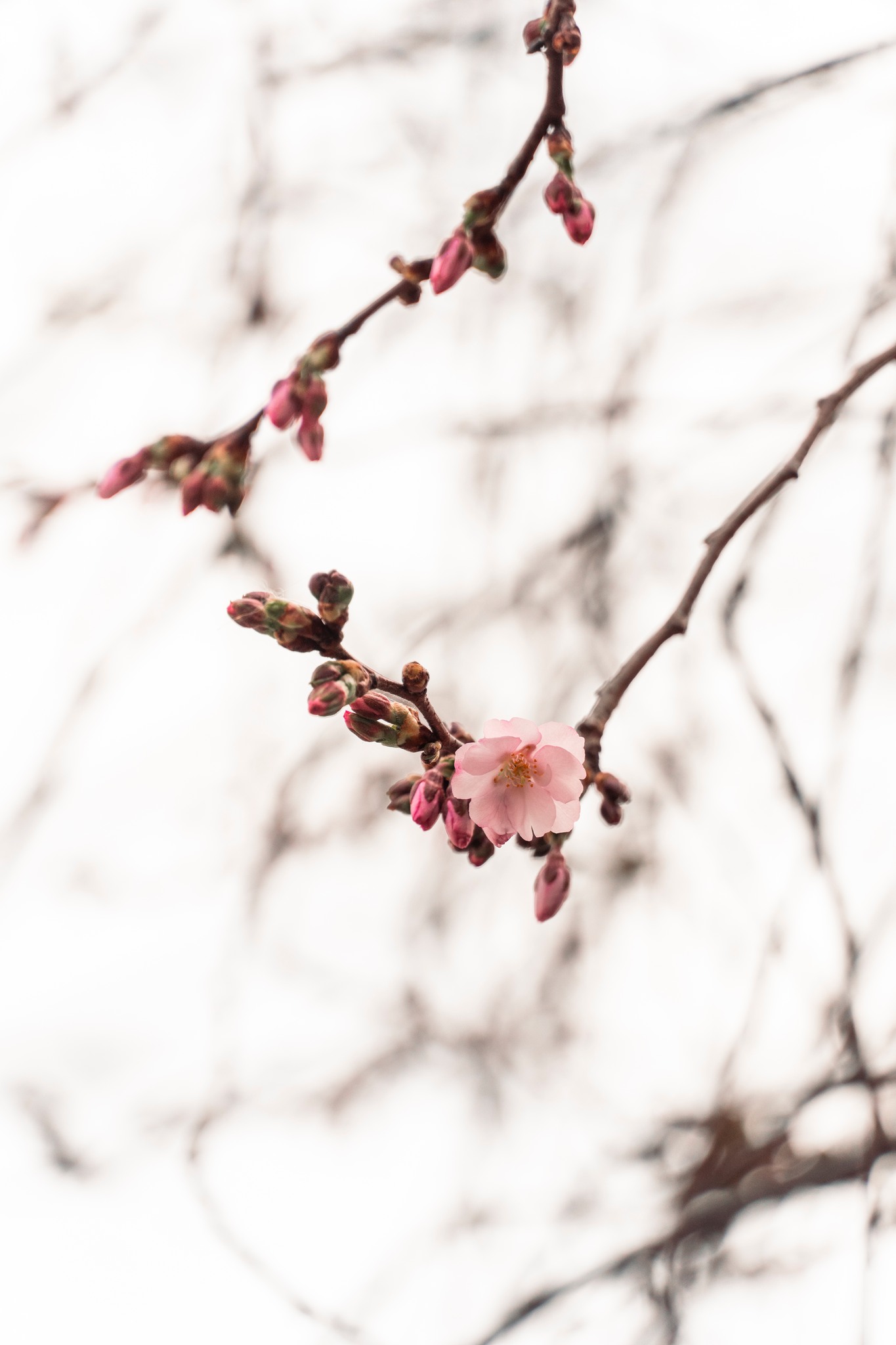Цвіт шаленої сакури