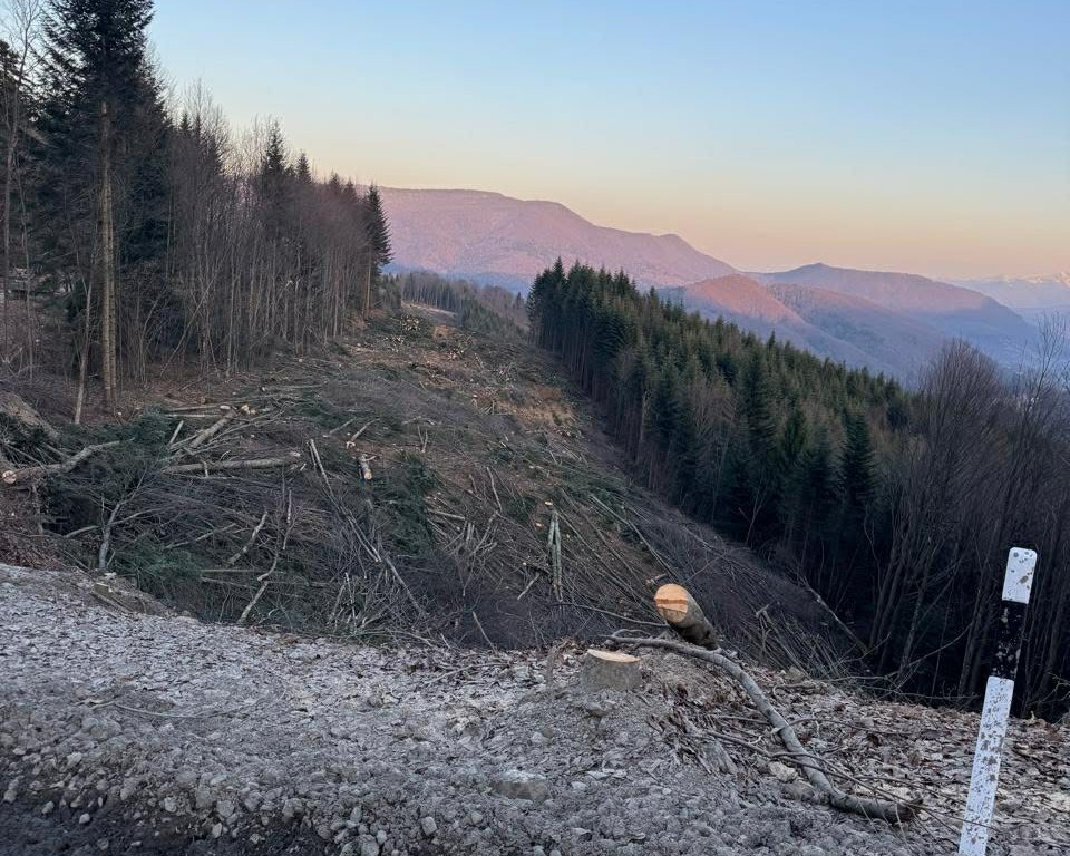 Рубки лісу у Карпатах
