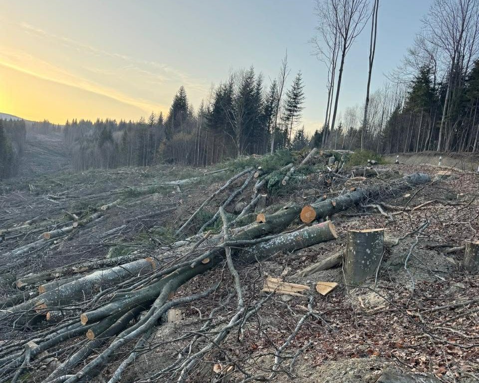Рубки лісу у Карпатах