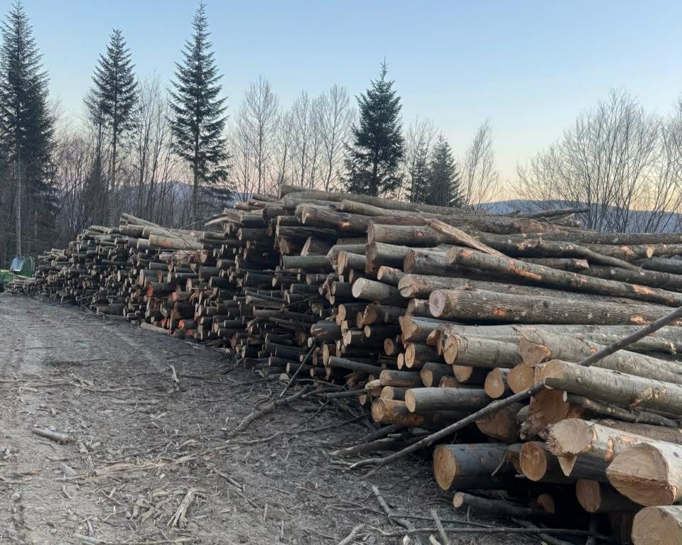 Рубки лісу у Карпатах