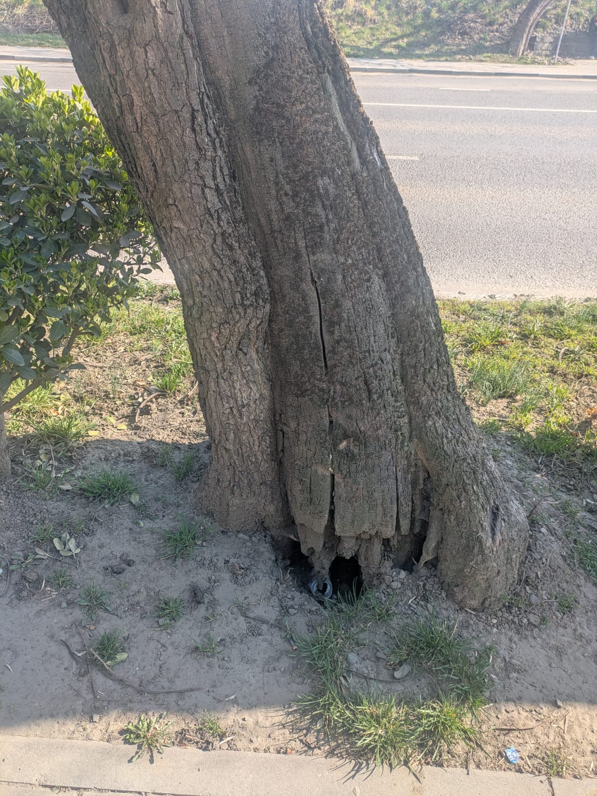 дерева на вулиці Академіка Шпеника