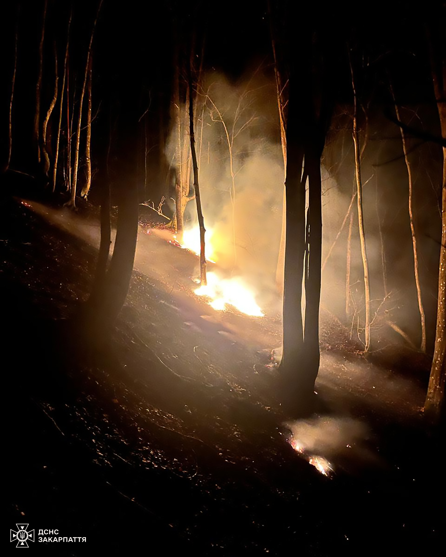 Загоряння лісової підстилки