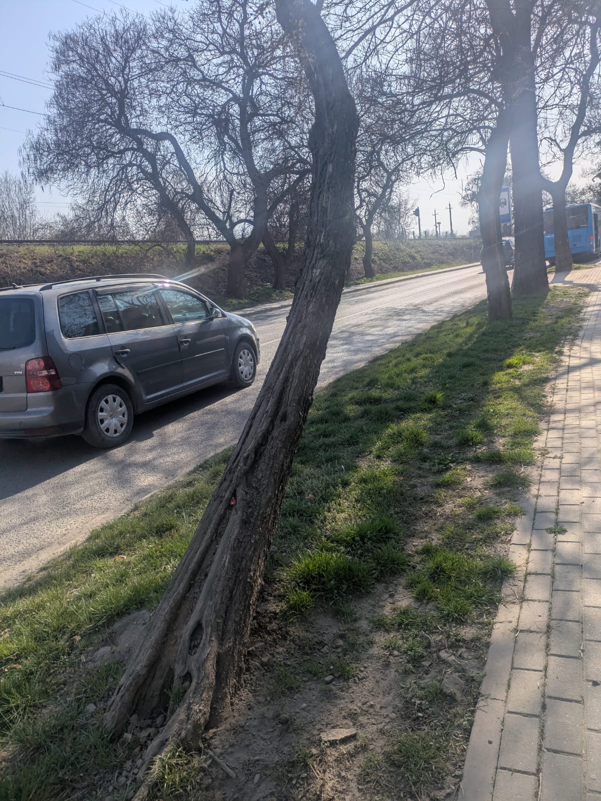 дерева на вулиці Академіка Шпеника