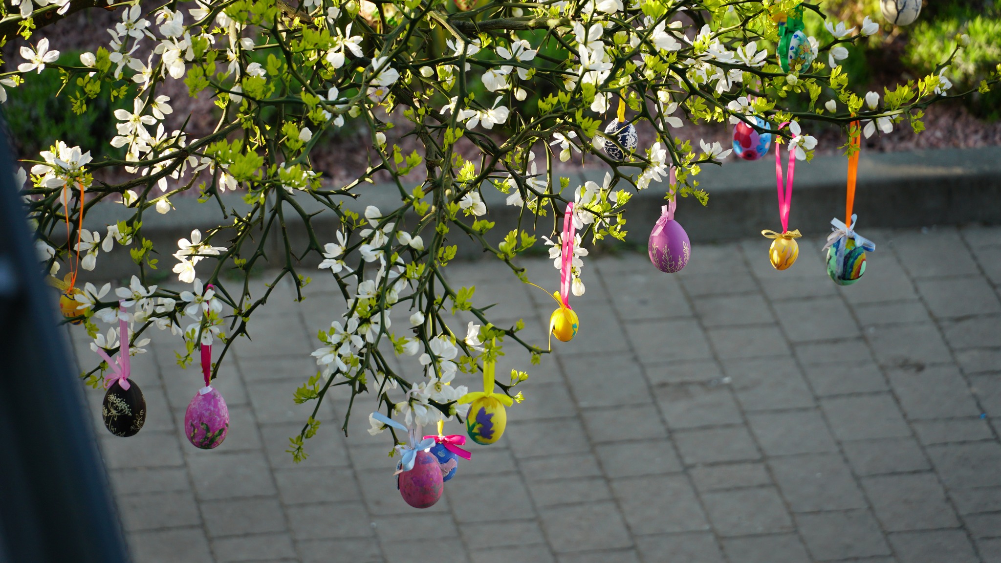 Тернистий лимон у Мукачеві