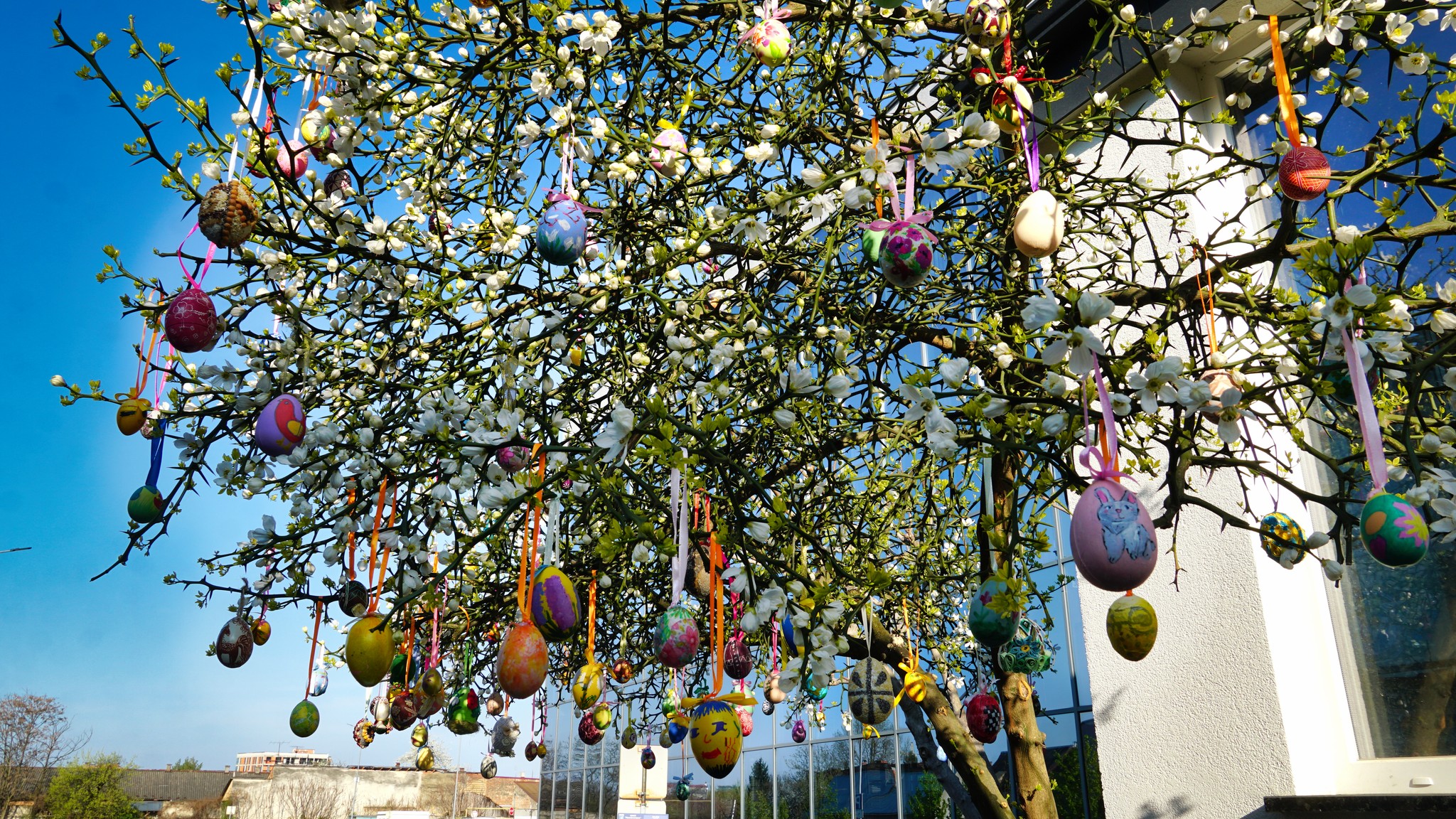 Тернистий лимон у Мукачеві