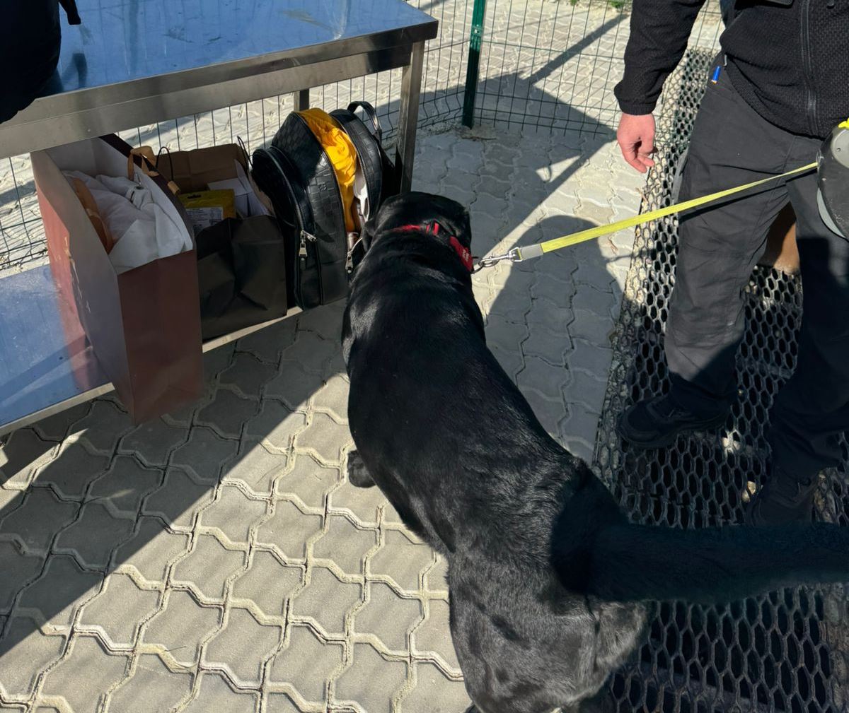 Собака Балу