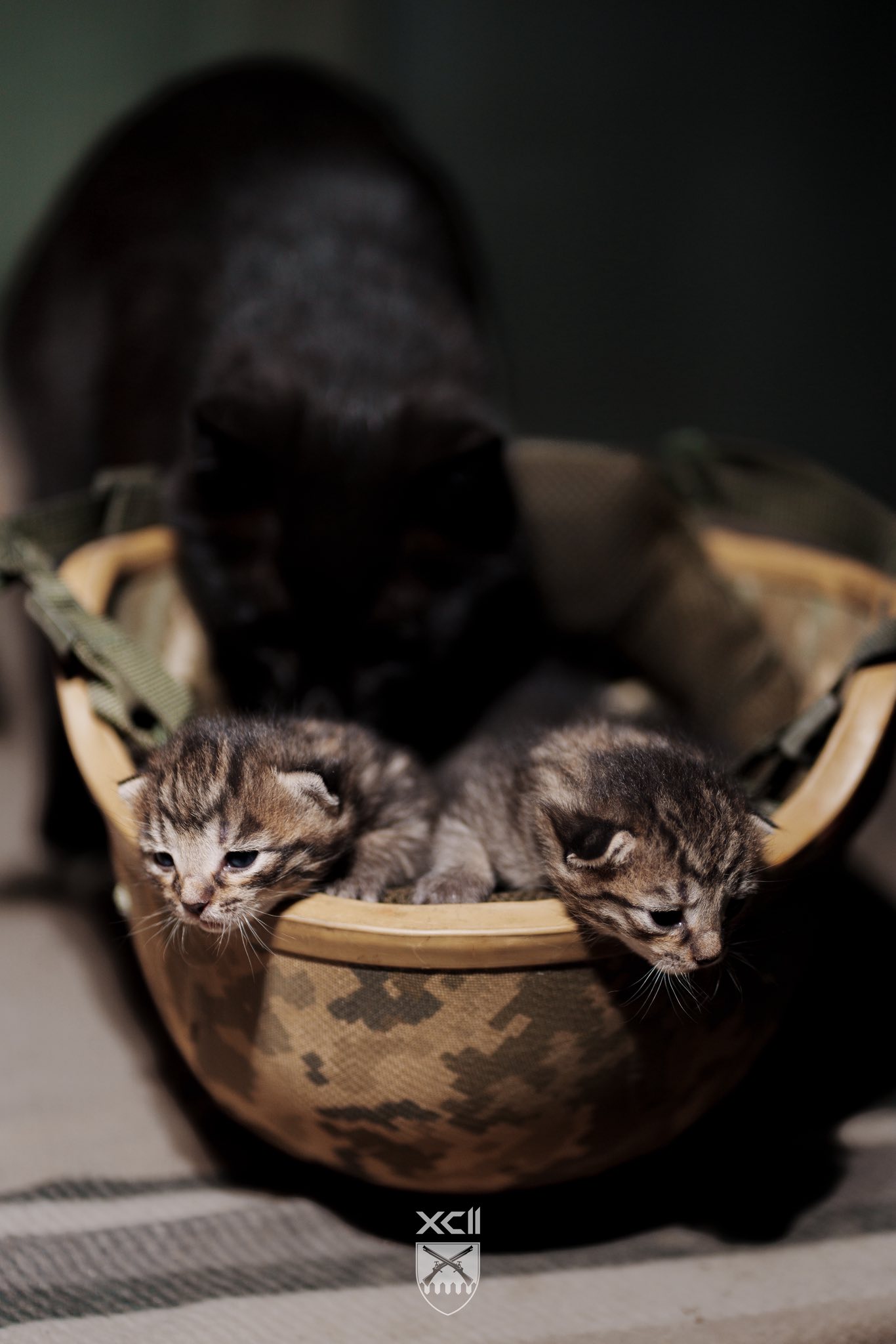 Кошенята і Киця