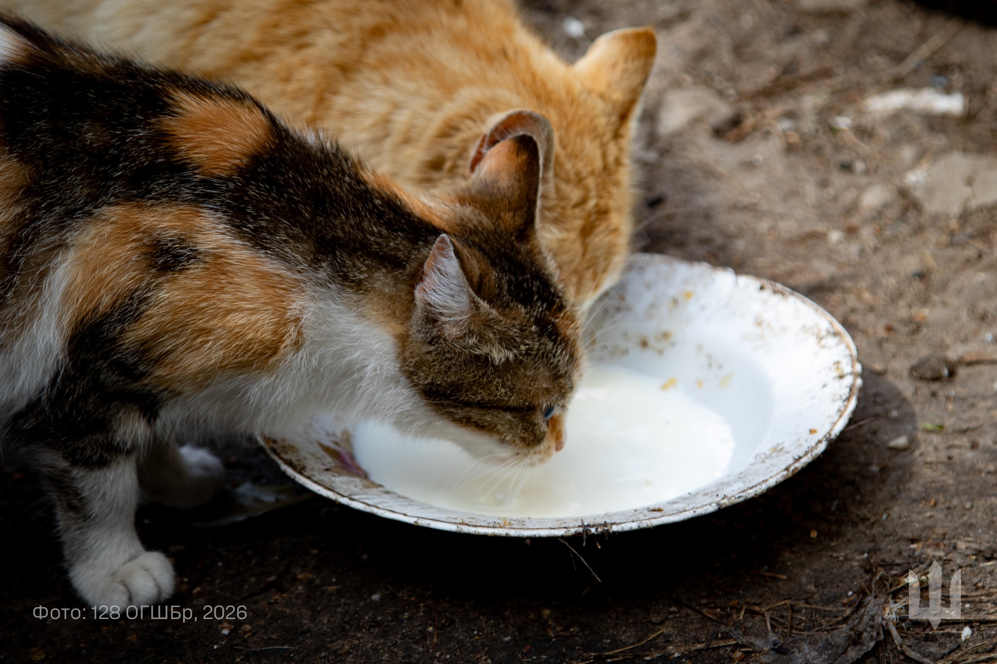 Коти п'ють молоко