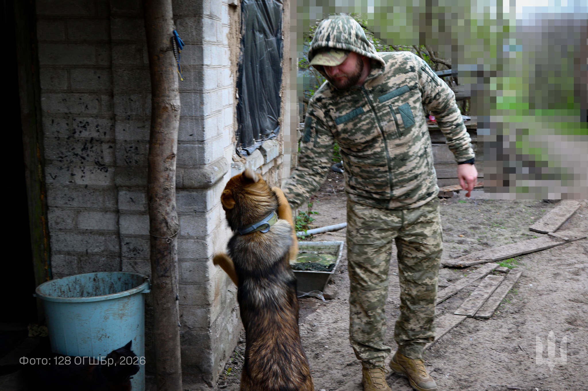 Пес із військовим