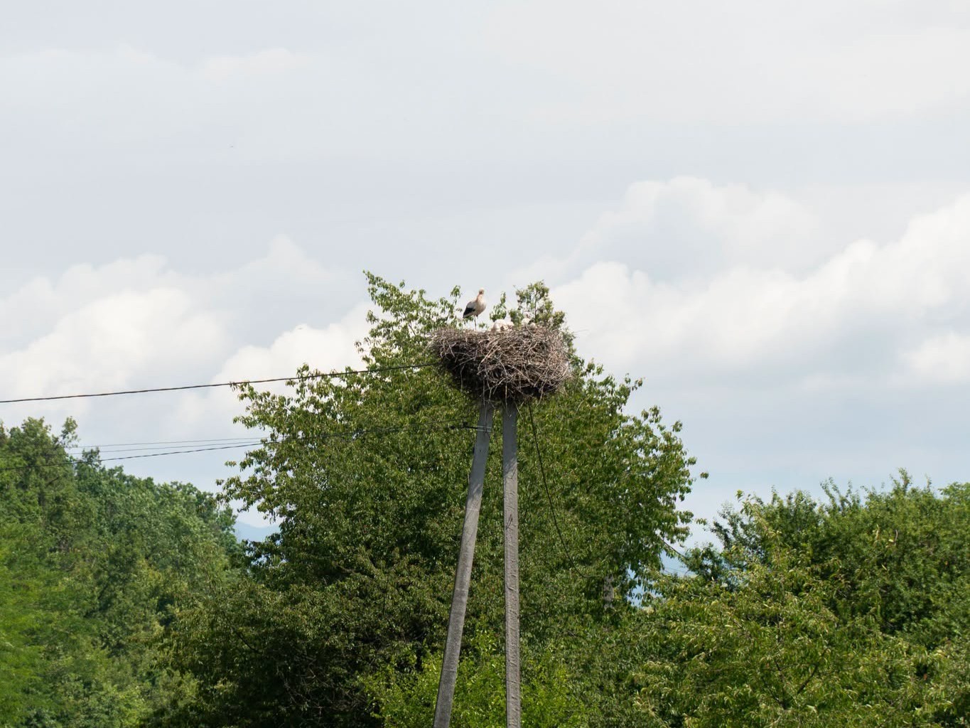 Лелече гніздо
