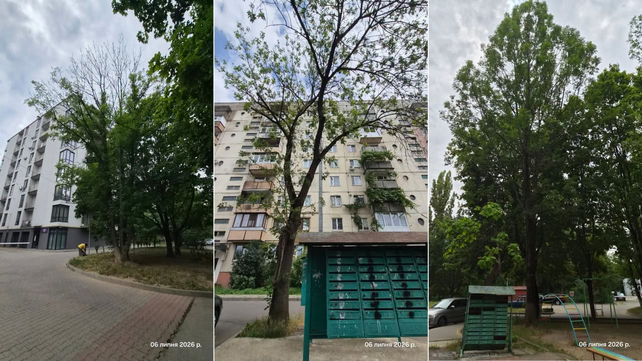 Уражені ясені