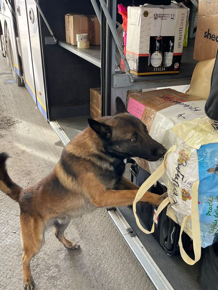 Собака на кордоні шукає заборонені речовини та предмети, які погли приховати мандрівники від митників 