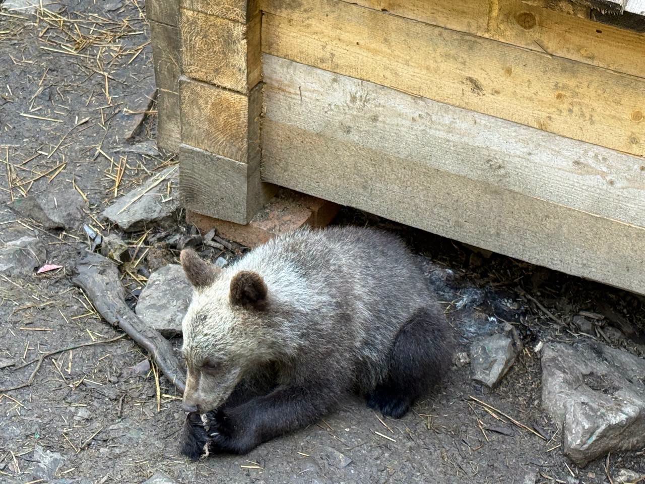 Ведмежата
