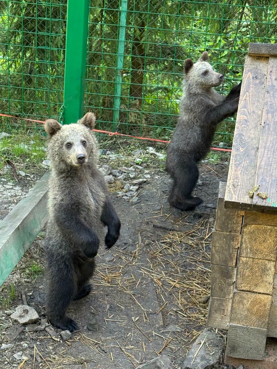 Ведмежата