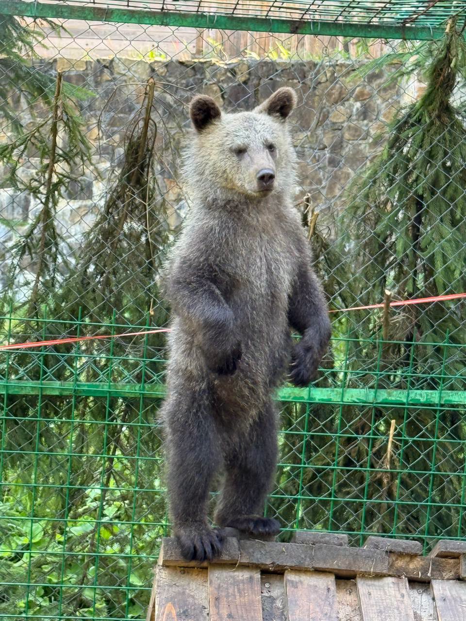 Ведмежата