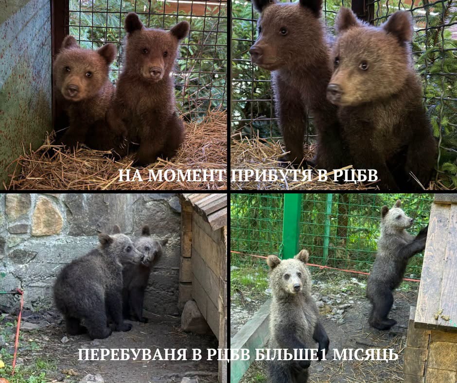 Ведмежата