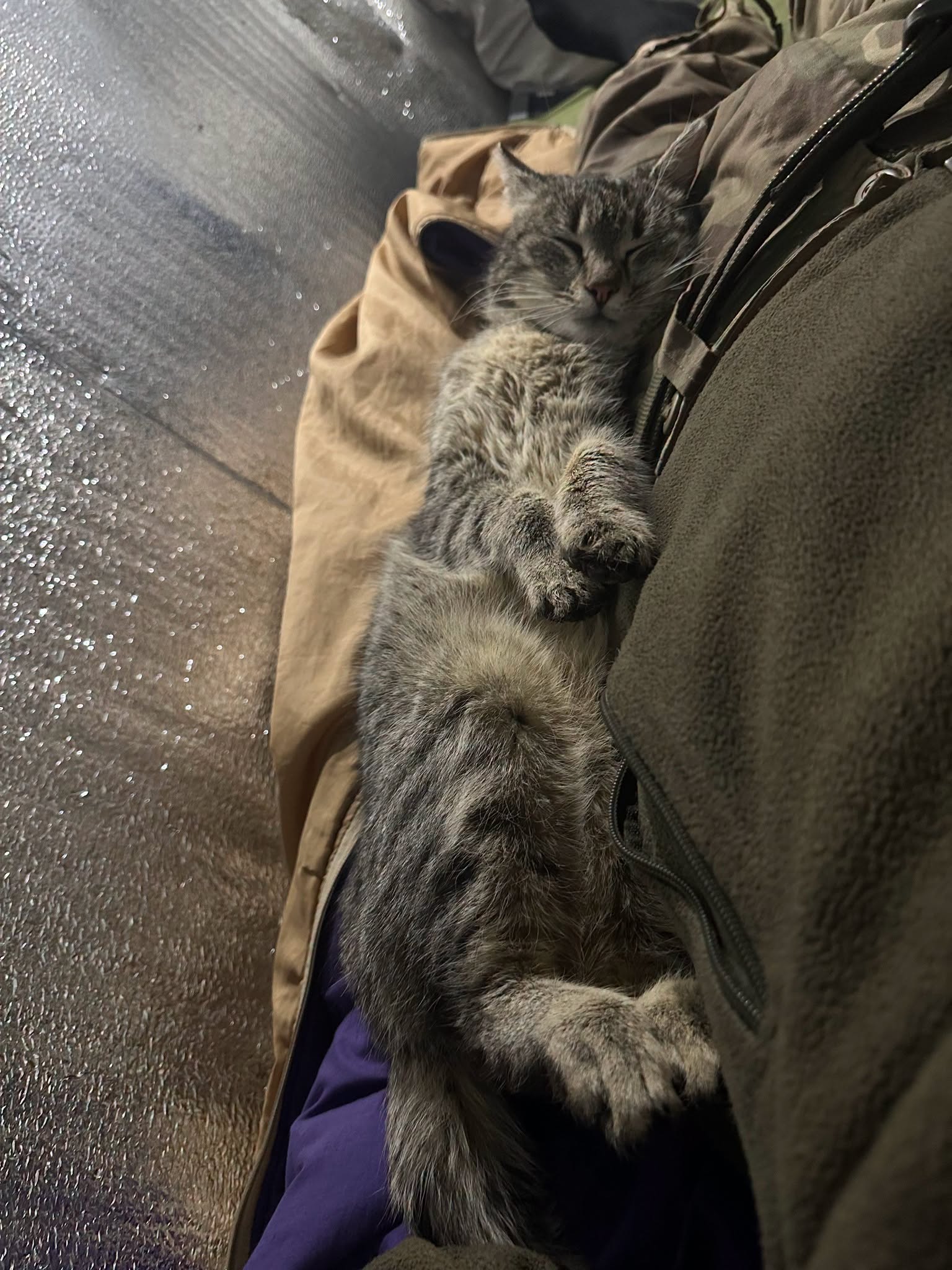 Котики Гері та Потерпіла