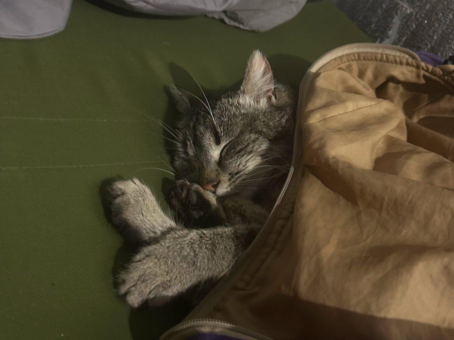 Котики Гері та Потерпіла