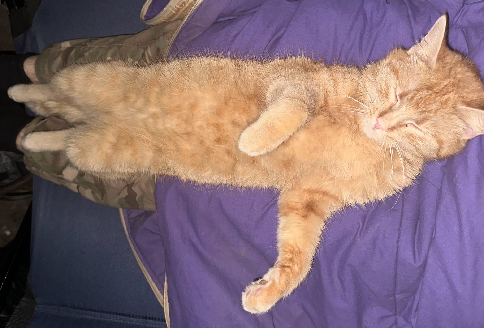 Котики Гері та Потерпіла