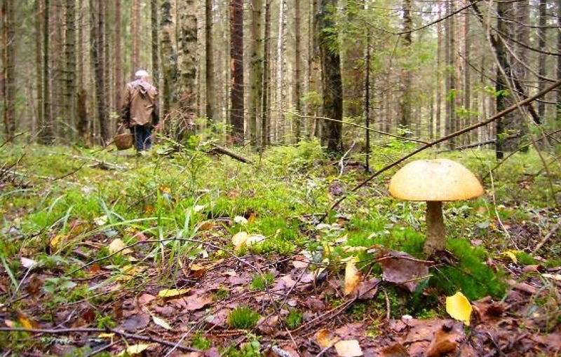 Фото ілюстрація