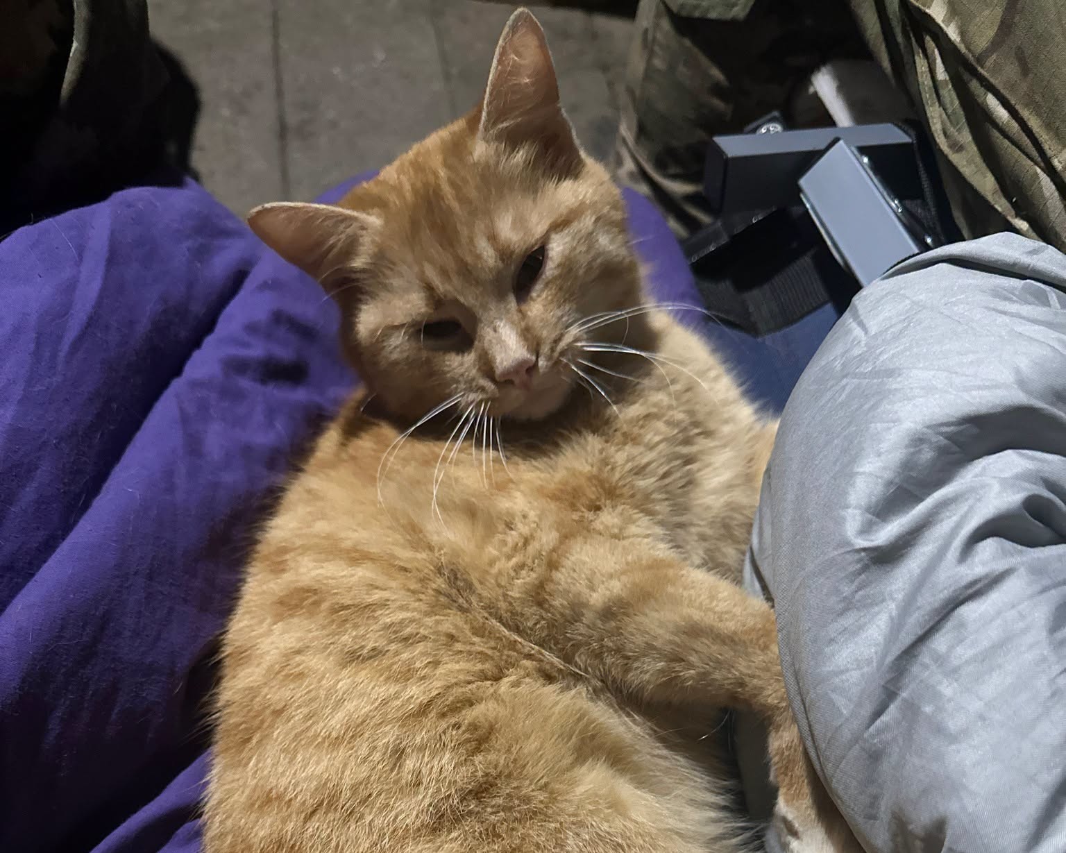 Котики Гері та Потерпіла