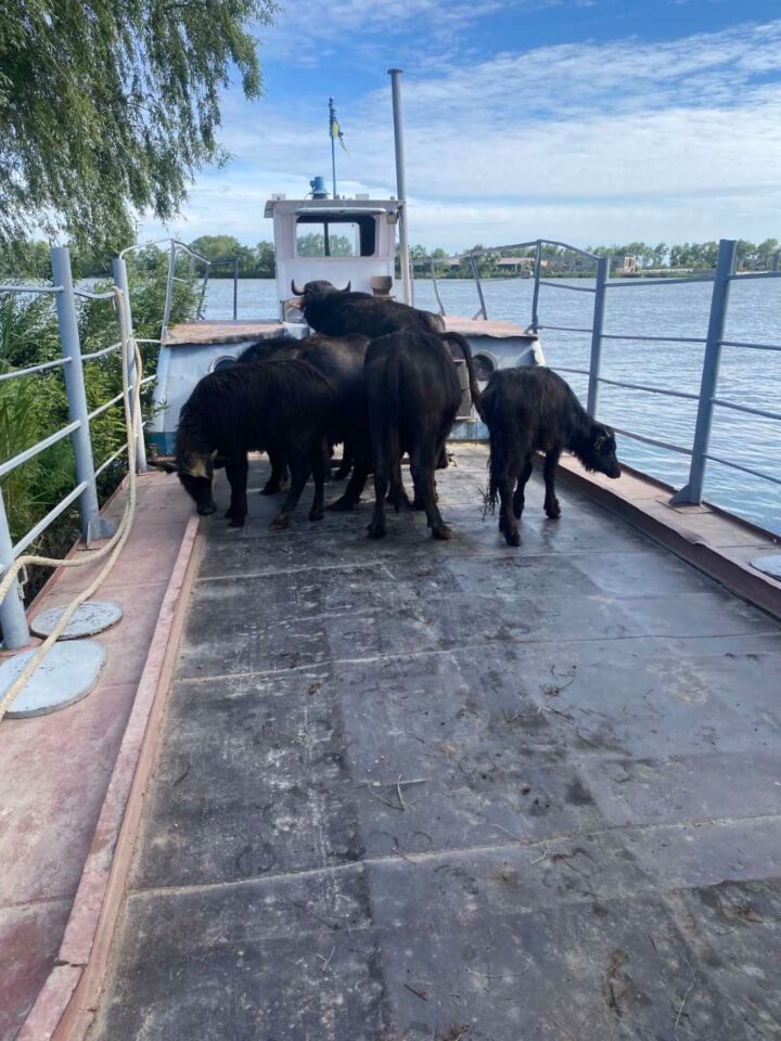 На острів буйволиць транспортували баржею 