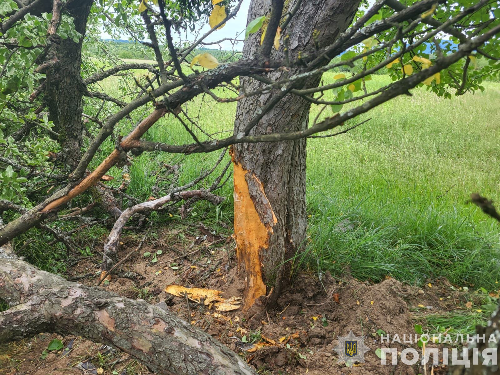 Водійка не впоралась із керування та допустила зіткнення з деревом 