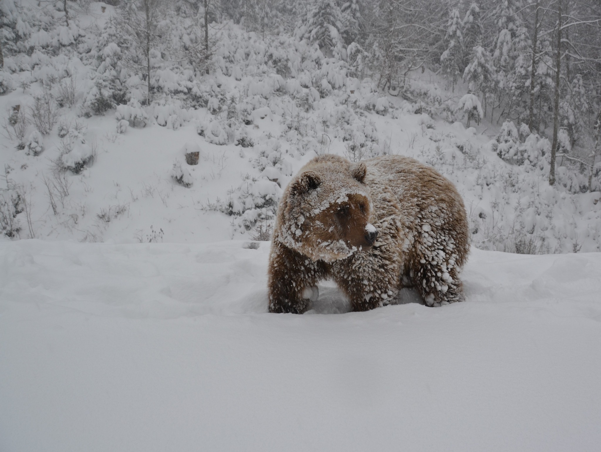 У  синевирському реабілітаційному центрі бурого ведмедя 17 січня лише три тварини залягли у зимову сплячку 