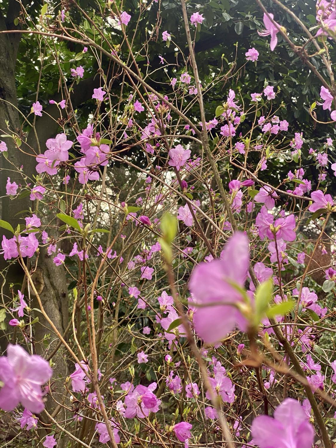 Кущ рододендрону 