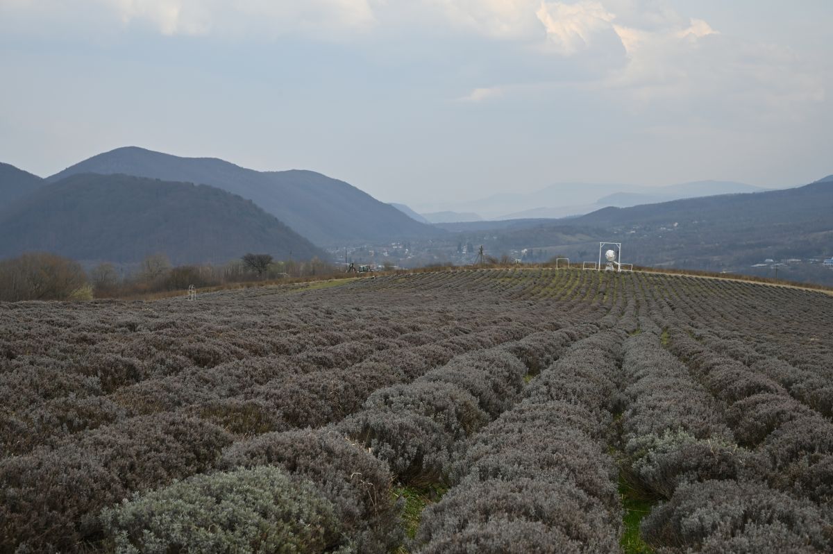 Лавандова гора у Перечині