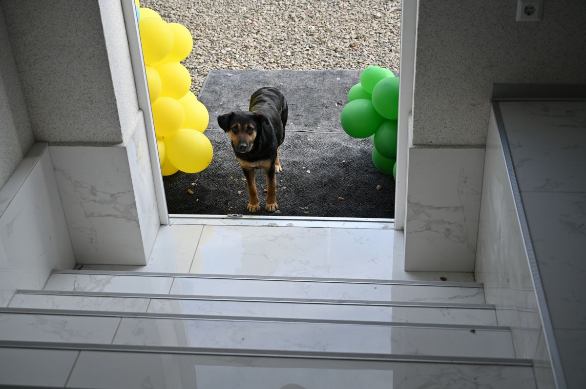 Вірні друзі дітей