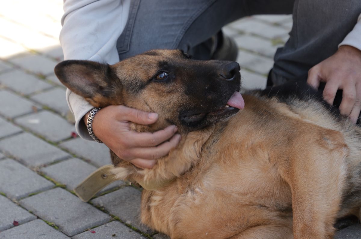 Ігор Кепещук з вівчаркою Кайрою