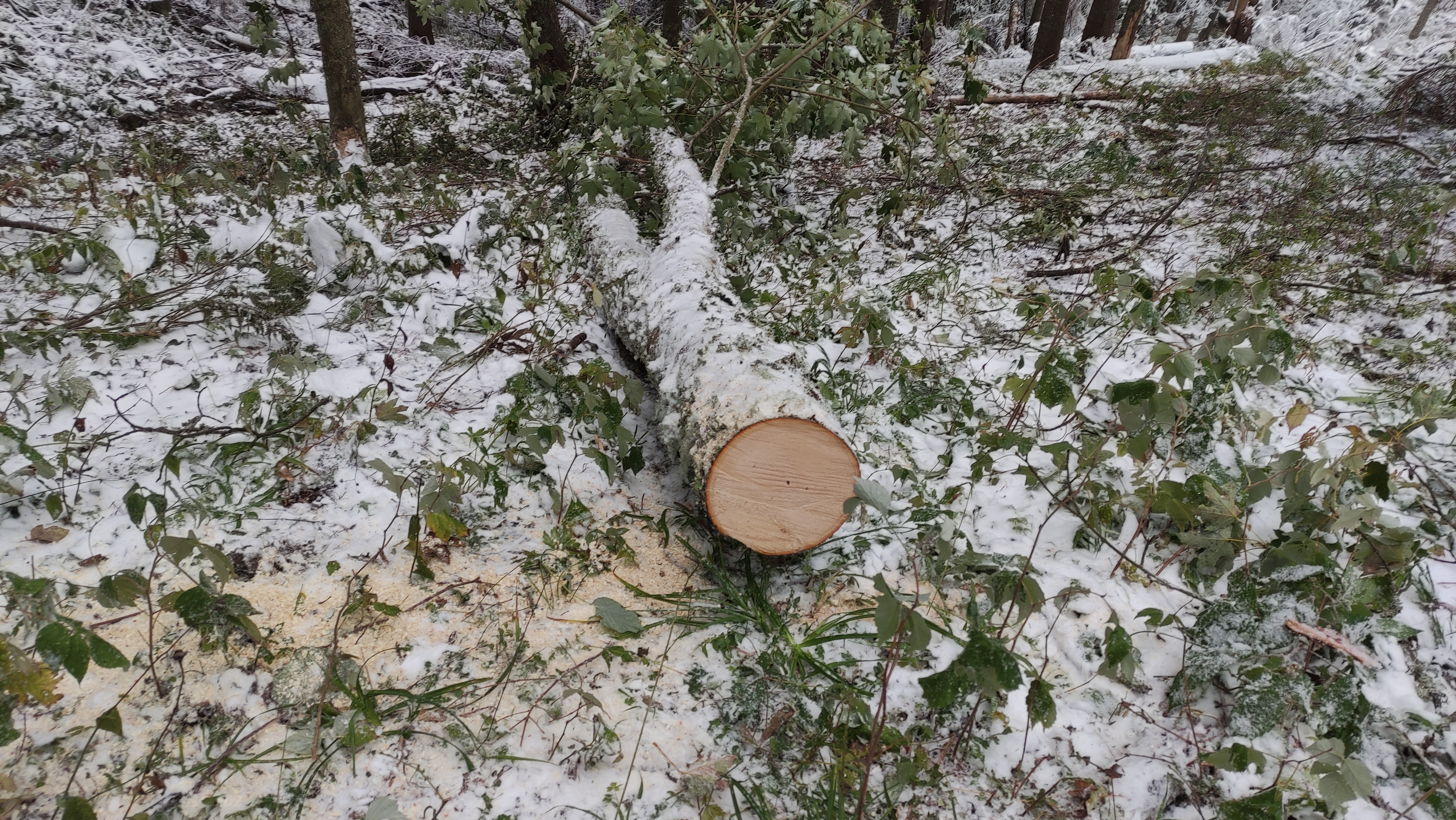 Зрубане дерево